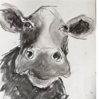 Drawing of a cow