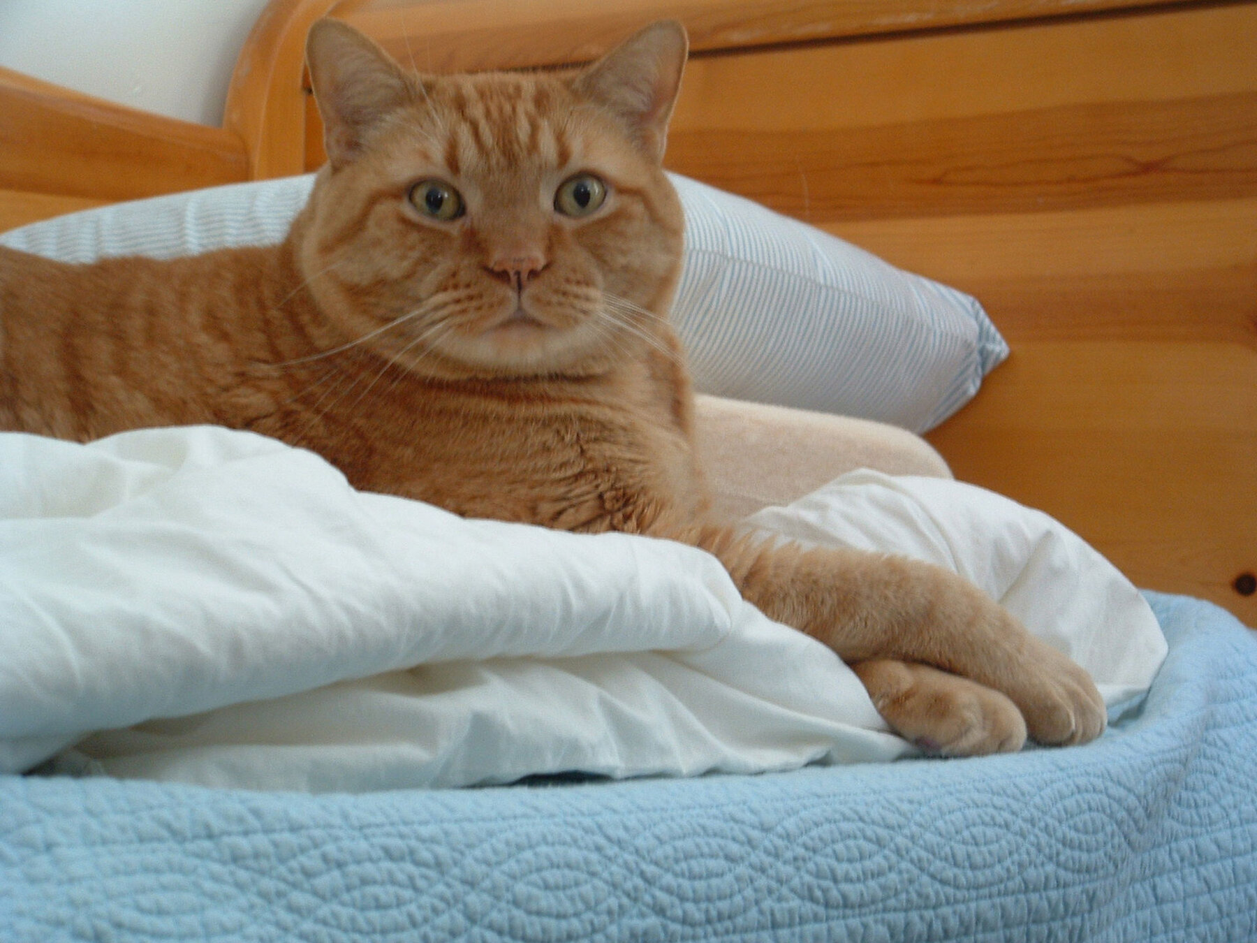 Butterscotch, froghappy founding partner